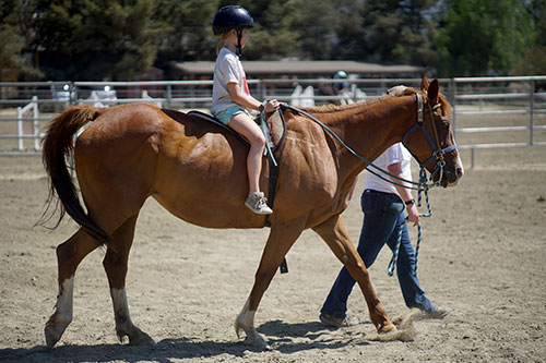 School Year Horse Program